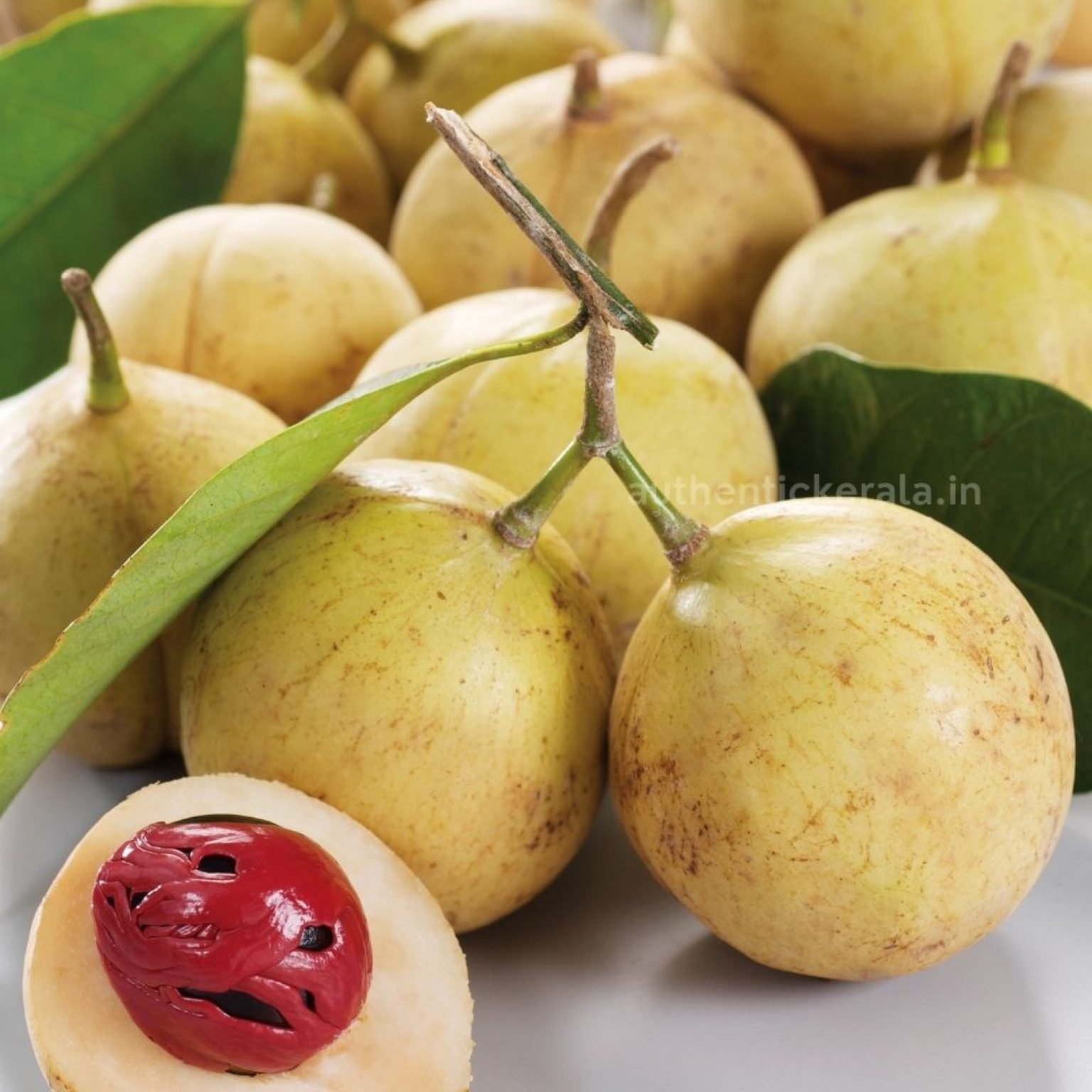 Premium Quality Fresh Big Size Organic Mace (Jathipatri) javitri Whole